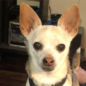 Meet your Posher, Joe